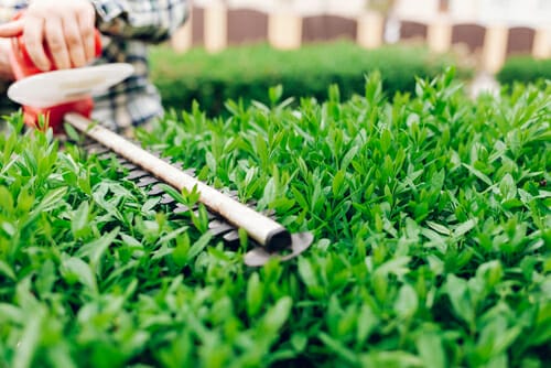 Tuinonderhoud hagen snoeien